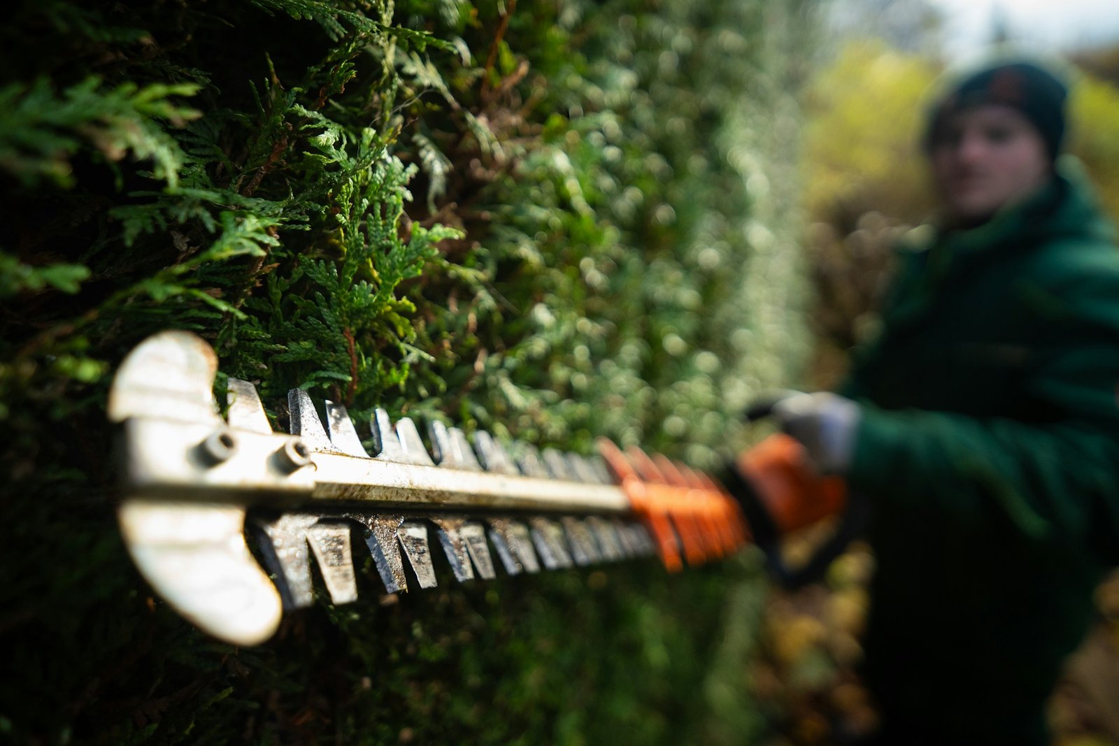 Crew member trimming a shaped hedge